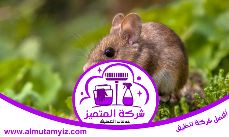 شركة مكافحة الفئران في دبي